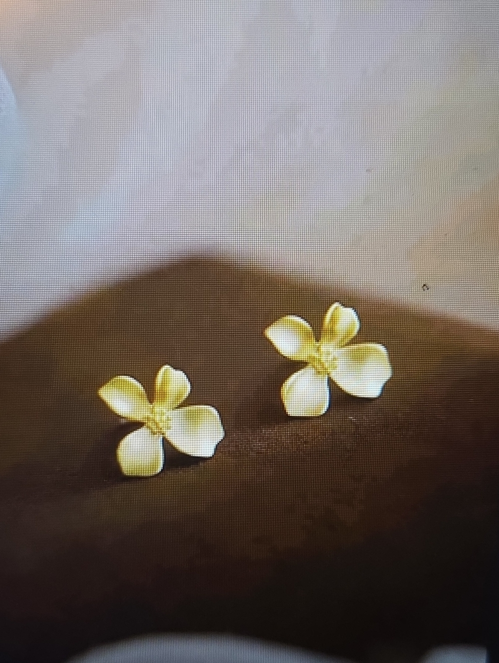 Delicate Yellow Flower Stud Earrings - Women Accessories